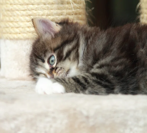 Marrone cucciolo di gatto — Foto Stock