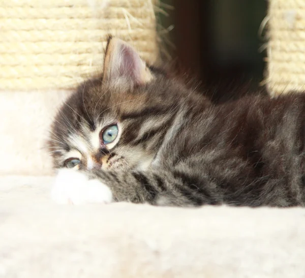 Коричневий цуценя кішка — стокове фото