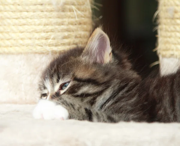 Cãozinho marrom de gato — Fotografia de Stock