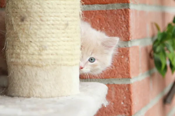 奶油小狗的猫 — 图库照片