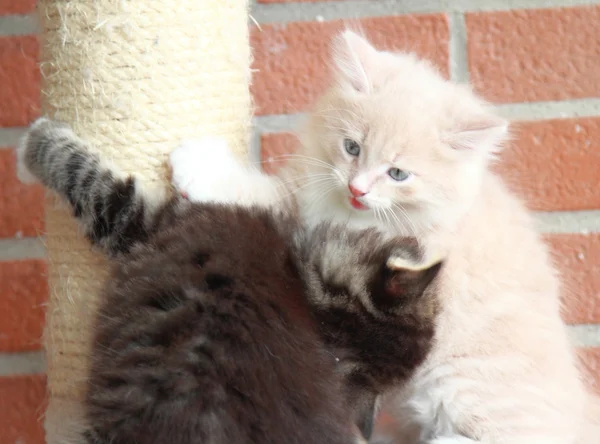 siberian kedi yavruları, kahverengi ve krem sürüm
