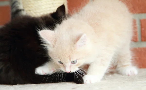 Filhotes de gatos siberianos, versão marrom e creme — Fotografia de Stock