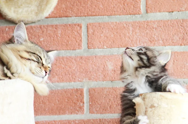 Siberian kedi yavruları, kahverengi ve krem sürüm — Stok fotoğraf