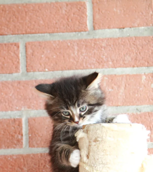 Cachorro marrón de gato — Foto de Stock