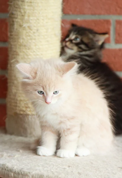 Filhotes de gatos siberianos, versão marrom e creme — Fotografia de Stock