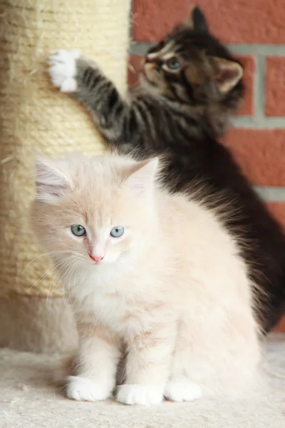 Cachorros de gatos siberianos, versión marrón y crema — Foto de Stock