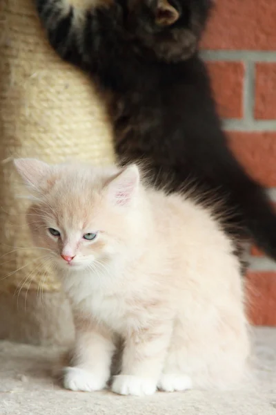 Siberian kedi yavruları, kahverengi ve krem sürüm — Stok fotoğraf