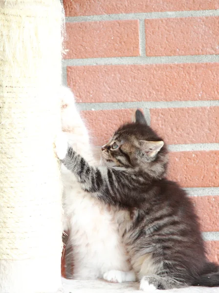 Cachorros de gatos siberianos, versión marrón y crema — Foto de Stock