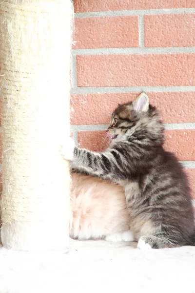 Cachorros de gatos siberianos, versión marrón y crema — Foto de Stock