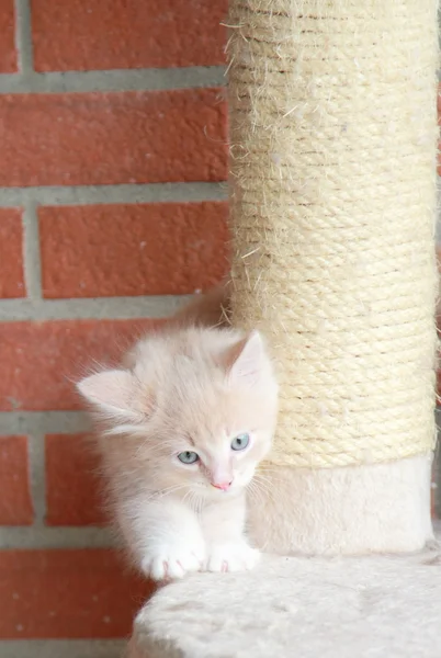 奶油小狗的猫 — 图库照片