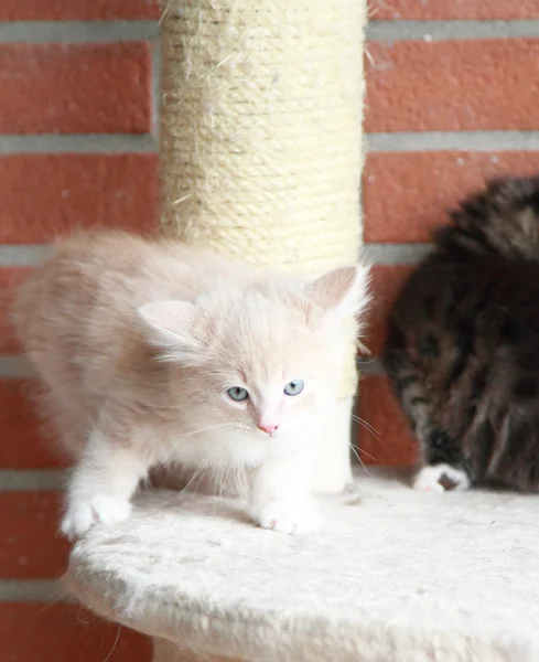 Siperian kissojen pennut, ruskea ja kermaversio — kuvapankkivalokuva