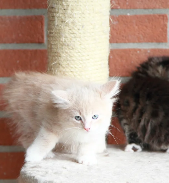 Cachorros de gatos siberianos, versión marrón y crema — Foto de Stock