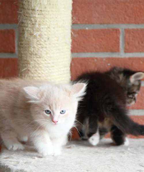 A szibériai macska kölykök, barna és krém változatban — Stock Fotó