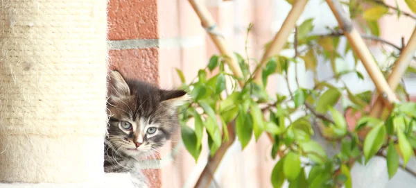 Brązowy szczeniak kota — Zdjęcie stockowe