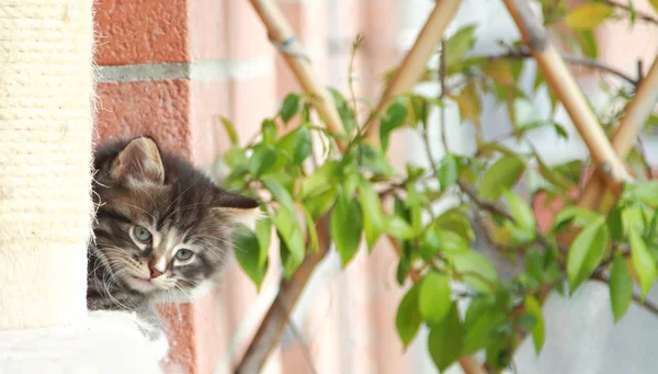 Bruin puppy van de kat — Stockfoto