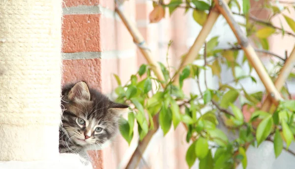 Bruin puppy van de kat — Stockfoto