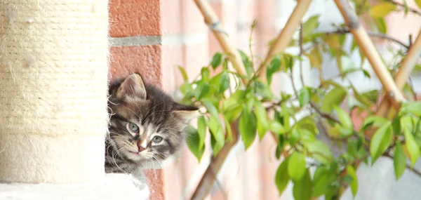 Bruin puppy van de kat — Stockfoto