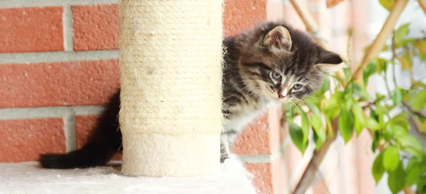 Brun valp av katt — Stockfoto