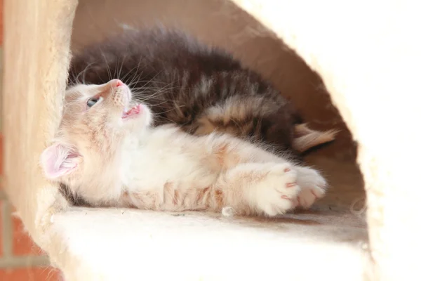 Cachorros de gatos siberianos, versión marrón y crema — Foto de Stock