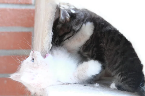 Siberian kedi yavruları, kahverengi ve krem sürüm — Stok fotoğraf