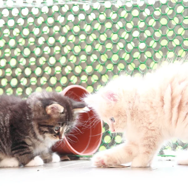 Puppies of siberian cats, brown and cream version — Stock Photo, Image