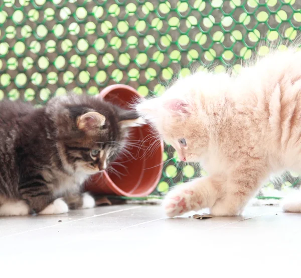 Filhotes de gatos siberianos, versão marrom e creme — Fotografia de Stock