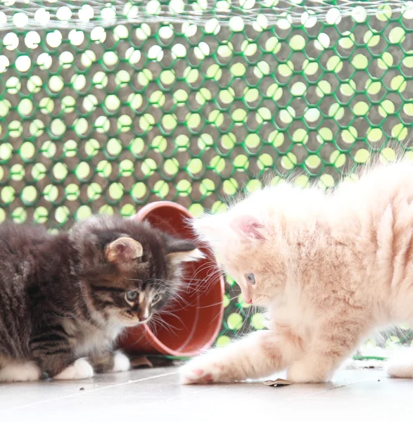 Цуценята сибірських кішок, коричневий і вершковий варіант — стокове фото