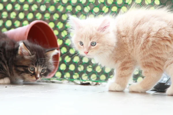 Cachorros de gatos siberianos, versión marrón y crema — Foto de Stock