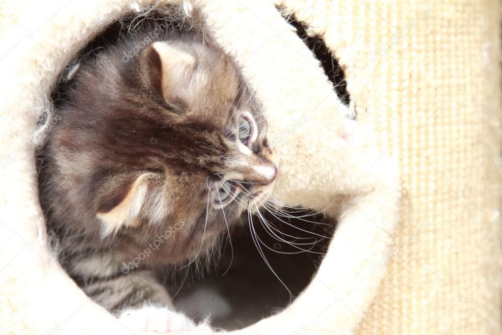 Brown puppy of siberian cat at two months