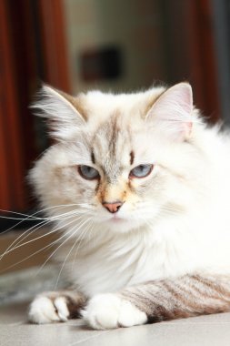 Sibirya doğurmak bir yıl beyaz kedi