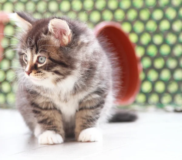 Kedi kahverengi köpek yavrusu — Stok fotoğraf