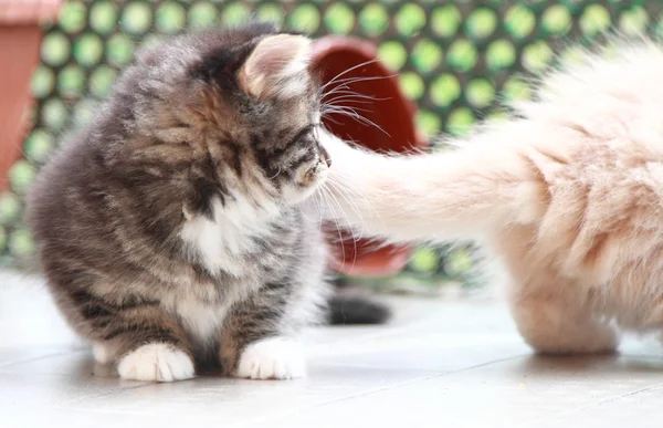 Filhotes de gatos siberianos, versão marrom e creme — Fotografia de Stock