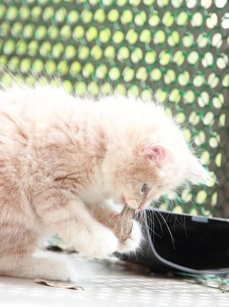 Krem szczeniaka rasy syberyjskiej, kot — Zdjęcie stockowe