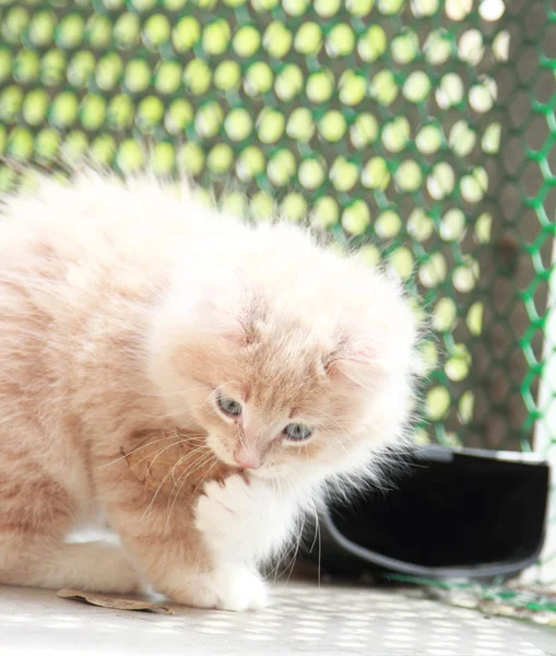 Cãozinho de creme de raça siberiana, gato — Fotografia de Stock