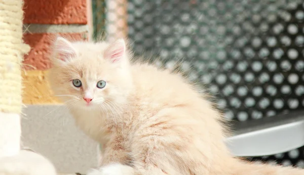 Cream puppy of siberian breed, cat — Stock Photo, Image