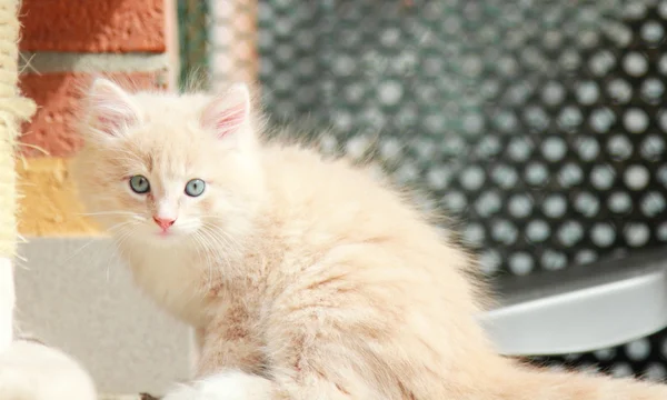 Crema de cachorro de raza siberiana, gato — Foto de Stock