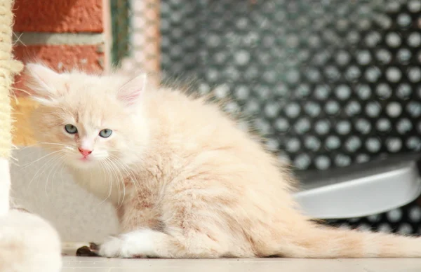 シベリア原産の子犬のクリーム, 猫 — ストック写真