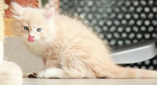 奶油的西伯利亚品种的小狗，猫咪 — 图库照片