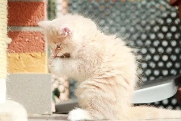 Grädde valp av sibiriska rasen, katt — Stockfoto