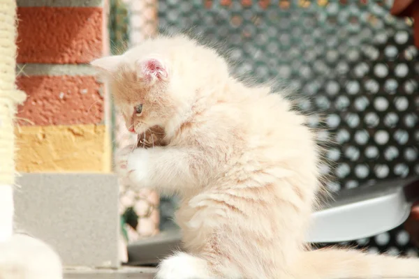 Crema cucciolo di razza siberiana, gatto — Foto Stock