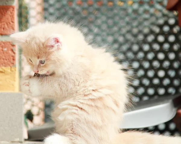 Крем щенок сибирской породы, кот — стоковое фото
