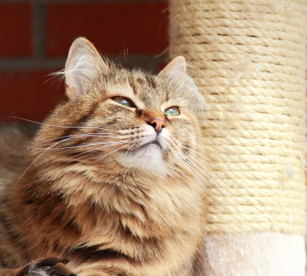 Szylkret brązowy kot rasy syberyjski — Zdjęcie stockowe