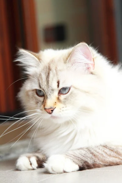 Gato branco da raça siberiana em um ano — Fotografia de Stock