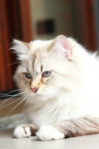 Witte kat van het Siberische ras op één jaar — Stockfoto