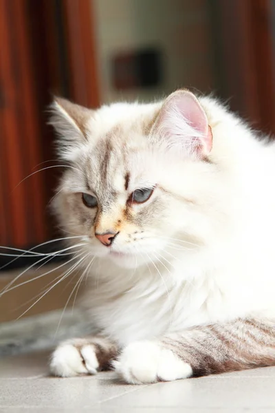 Gatto bianco di razza siberiana a un anno — Foto Stock