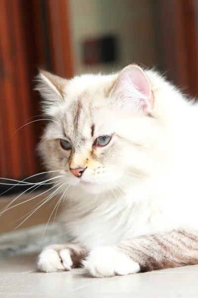 Chat blanc de race sibérienne à un an — Photo