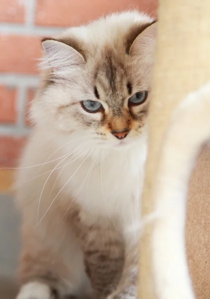 Vit katt av sibiriska rasen på ett år — Stockfoto