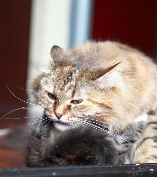 Cuccioli di gatti siberiani, versione marrone e crema — Foto Stock