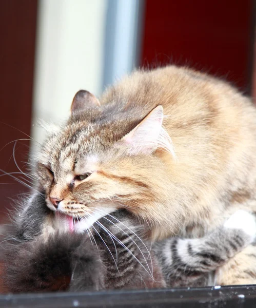 Valpar av sibiriska katter, brun och grädde version — Stockfoto