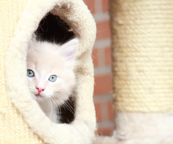 Yavru Sibirya cins krem, kedi — Stok fotoğraf